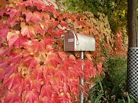  Leaves on my neighbour's wall - with US Mail postbox