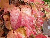  Leaves on my neighbour's wall - with US Mail postbox