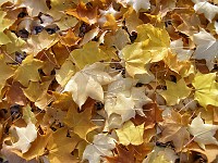  Autumn leaves on the ground