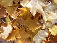  Autumn leaves on the ground