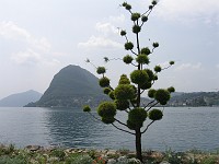  Strange tree, Lugarno, Switzerland