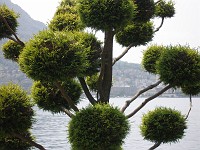  Strange tree, Lugarno, Switzerland