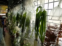  Aquarium plants hang for sale at the goldfish markets