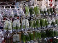  Aquarium plants hang for sale at the goldfish markets