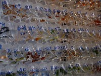  Aquarium fish are packaged and ready for sale at the goldfish markets