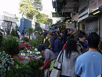  The Hong Kong flower markets - an entire street of plants and flowers