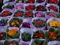  Potted flowers at the Hong Kong flower markets