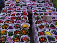  Potted flowers at the Hong Kong flower markets