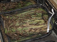  Bags of live locusts to feed your birds at the Hong Kong bird markets