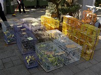  Plenty of birds for sale at the Hong Kong bird markets