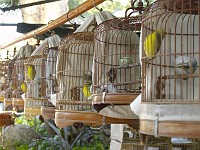  Hong Kong bird markets