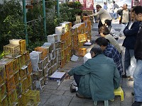  Checking out the talent at the Hong Kong bird markets