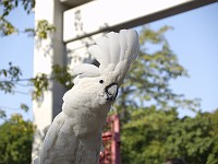  Cockatoo - Hong Kong bird markets