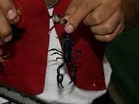  Scorpians in someone's hands