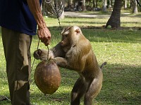  These are the monkeys which fetch the coconuts from the trees.