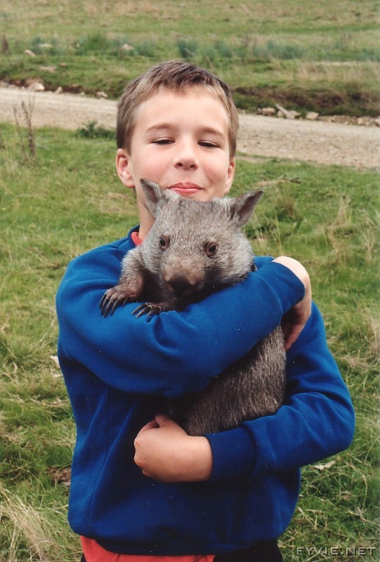 live wombat