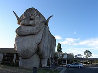  The Big Merino