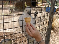  Sulphur-crested cockatoo