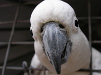  Sulphur-crested cockatoo