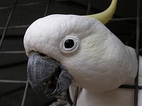  Sulphur-crested cockatoo