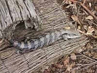  Blue-tounged lizard