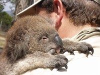  Koala