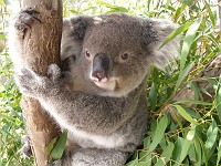  Koala