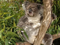  Koala