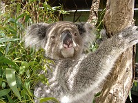  Koala