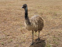  Emu