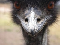  Emu close-up