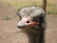  Ostrich close-up