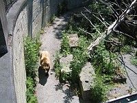  The Brengraben in Bern. The bear is the symbol of Bern, so the town sees fit to keep some in a pit. The bear you see here is constantly walking in circles and is most likely crazy.