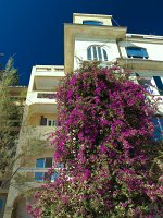  A huge Bougainvillea grows over the facade of this hotel