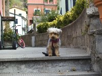  Lilly sits on the steps in Vernazza