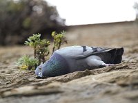  Pigeons roosting in a wall at the harbour