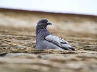  Pigeons roosting in a wall at the harbour