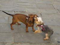  Lilly makes friends playing outside the Baptistry