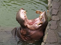  This spring supported a whole lot of animals in a kind of zoo. The hot spring water provides a tropical habitat for them.