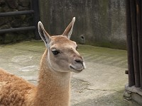  Lamas