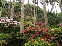  Tatsumaki-Jigoku (8) - the gardens