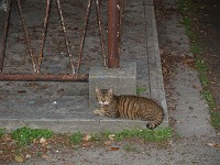  Wild cat in a park in Fukuoka