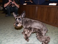  This dog was friendly until I took a photo with my flash, then he was nowhere to be seen.