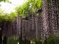  Gardens near Himeji Castle