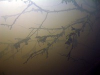  Looking up and some branches towards the surface.