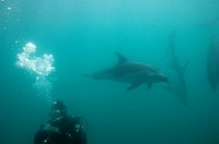  Dolphins visit us at the end of a dive. Photo by Barry Bey-Leveld