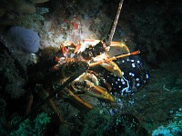  Crayfish holding onto his mussel. No idea why they do this. Dive site was North Paw.