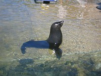  A seal waits patiently in expectation of food