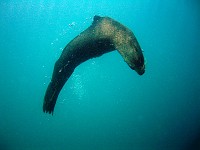  Seals at the safety stop...