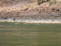  A nappy run - one wears the life jacket as a pair of shorts and rides the rapids